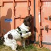 Click Here For Detection Dogs Detection Dogs