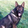 Click Here For Static Security (Dogs) Static Security (Dogs)