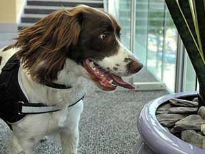 Sniffer Dogs provided by London Protection Services Detection Dogs
