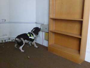 Sniffer Dogs In London provided by London Protection Services Detection Dogs