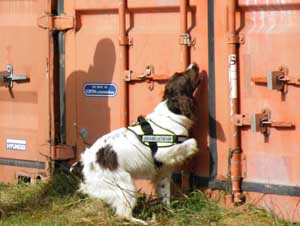 Detection Dogs provided by London Protection Services Detection Dogs